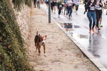 Бокельский марафон (Bokeski maraton) в Черногории — маршрут, мой отзыв о забеге и советы для бегунов