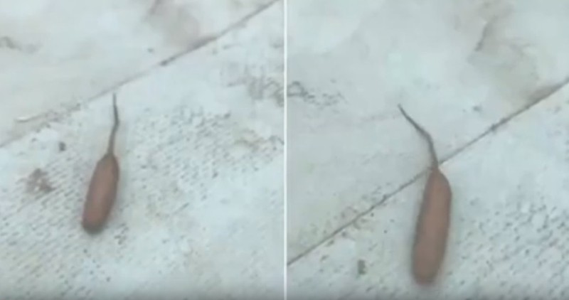 В Австралии нашли движущуюся  сосиску с хвостом (видео дня)