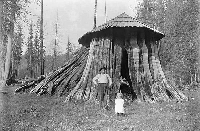 Гигантские пни-дома в Америке XIX века (12 фото)
