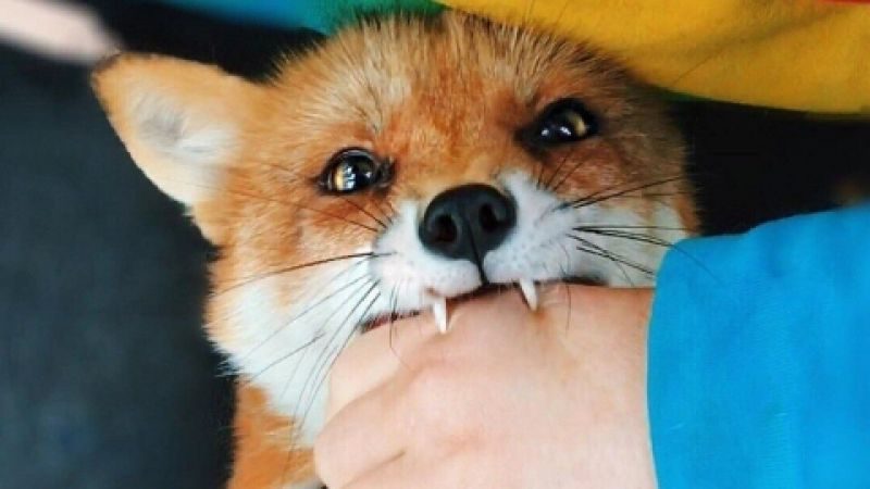 10 смертельных опасностей, подстерегающих в наших лесах