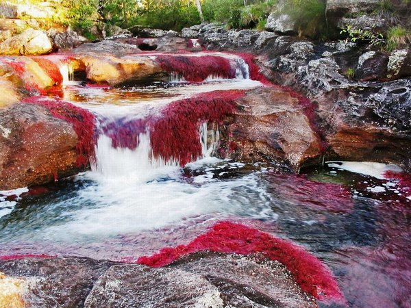 Радужная река в Колумбии (30 фото)