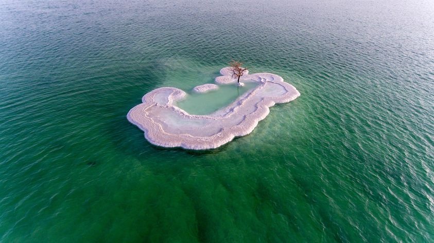 Дерево жизни: тайна одинокого растения посреди Мертвого моря