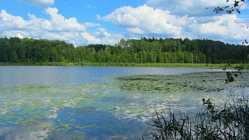 10 смертельных опасностей, подстерегающих в наших лесах