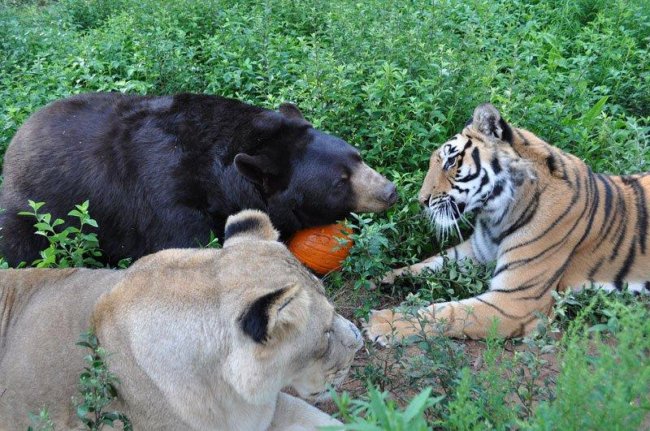 Трио BLT (Балу, Лео, тигр Шер-Хан)