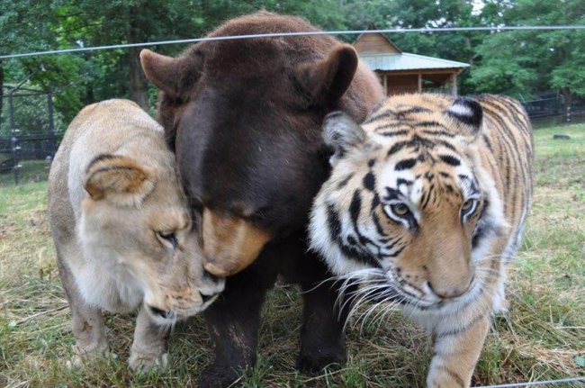 Трио BLT (Балу, Лео, тигр Шер-Хан)