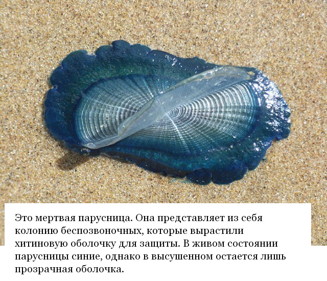 "Что это такое?" (12 фото)