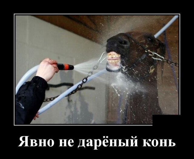 Демотиваторы на каждый день