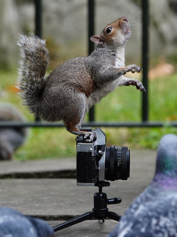 Белки фотографируют голубей в лондонском парке