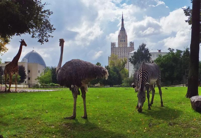ТОП-25 идей куда сходить с девушкой в Москве: лучшие места для свиданий