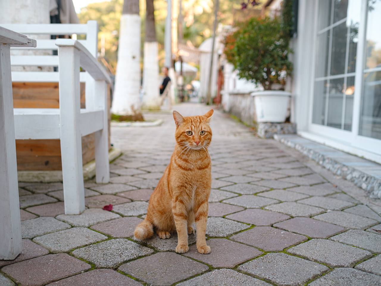 Туристка заразилась бешенством от бродячей кошки в Турции и была спасена своими собаками