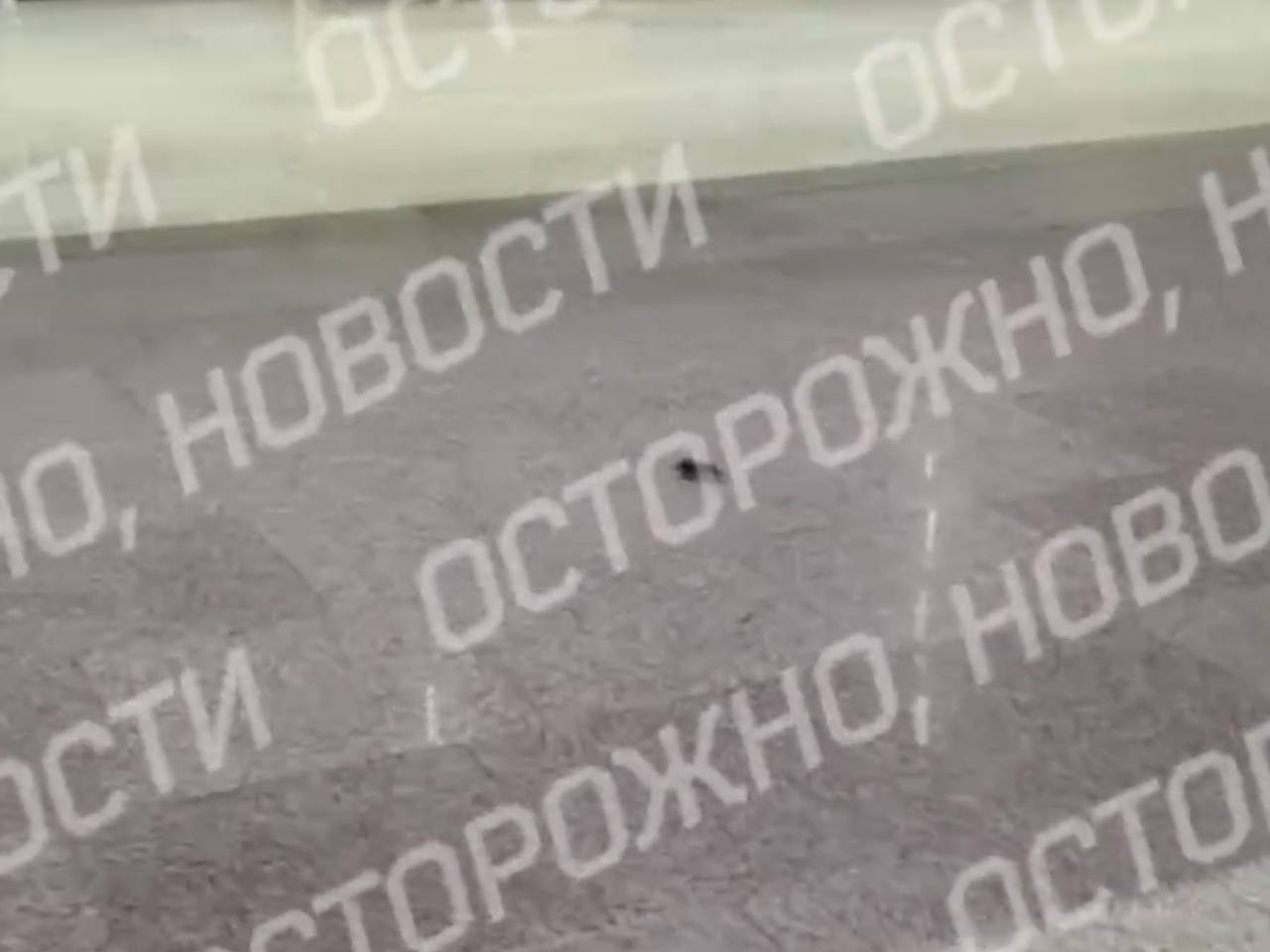 Бегающие по полу российского аэропорта мыши попали на видео