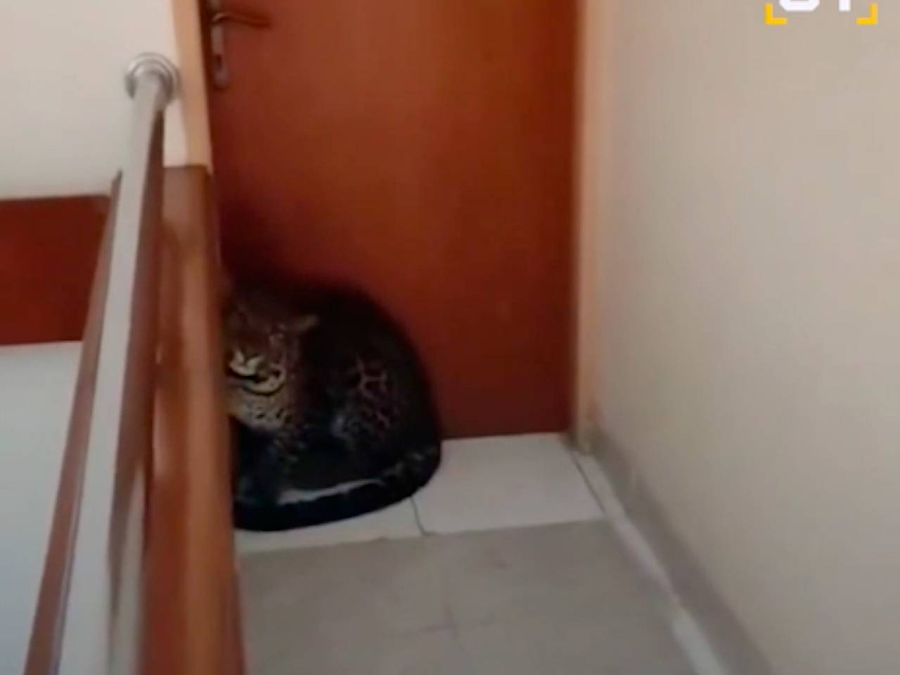 Хищный зверь пролез в отель, лег под дверью туристов и попал на видео