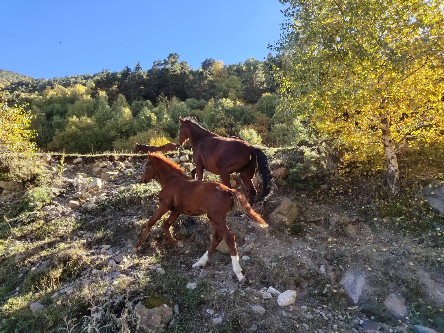 Экскурсия на Чегемские водопады, озеро Гижгит, перевал Актопрак Экскурсия на Чегемские водопады, озеро Гижгит, перевал Актопрак