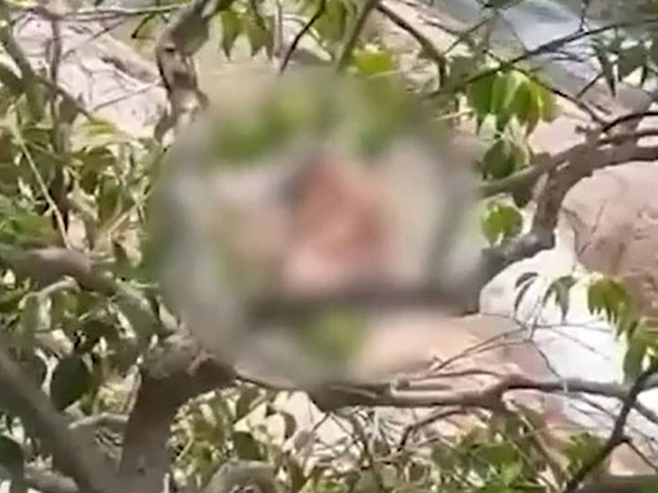 Возлюбленные занялись сексом на глазах у туристов в Таиланде и попали на видео