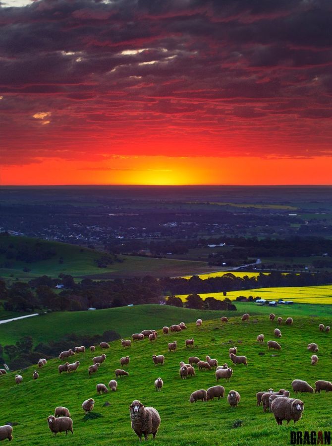 Когда очень хочется в Австралию Когда очень хочется в Австралию
