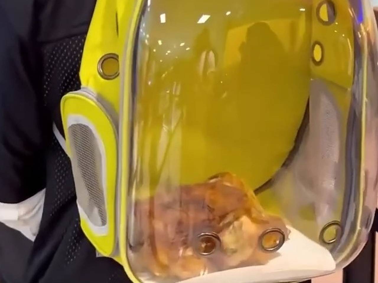 Мужчина пронес на борт жареную курицу как питомца «для эмоциональной поддержки»