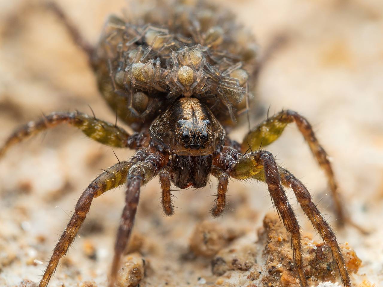 Россиянка описала жизнь в Австралии фразой «в обуви селятся пауки»