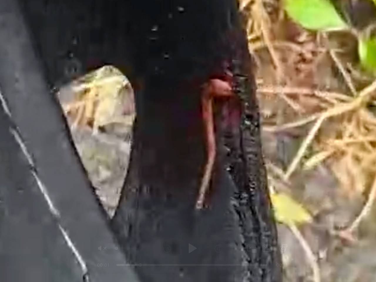 Пиявки впились в ноги российской туристки до крови на Шри-Ланке