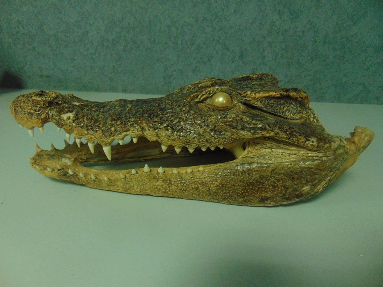 Россиянин привез на родину голову крокодила из Вьетнама и лишился ее в аэропорту