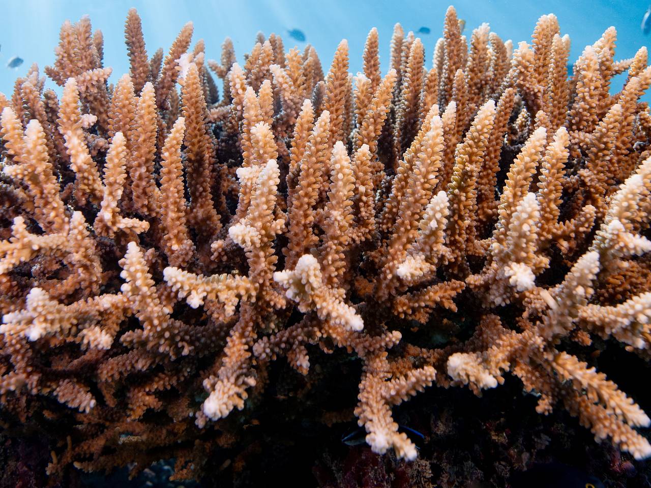 Россиянка привезла на родину сувениры из Китая и была задержана в аэропорту