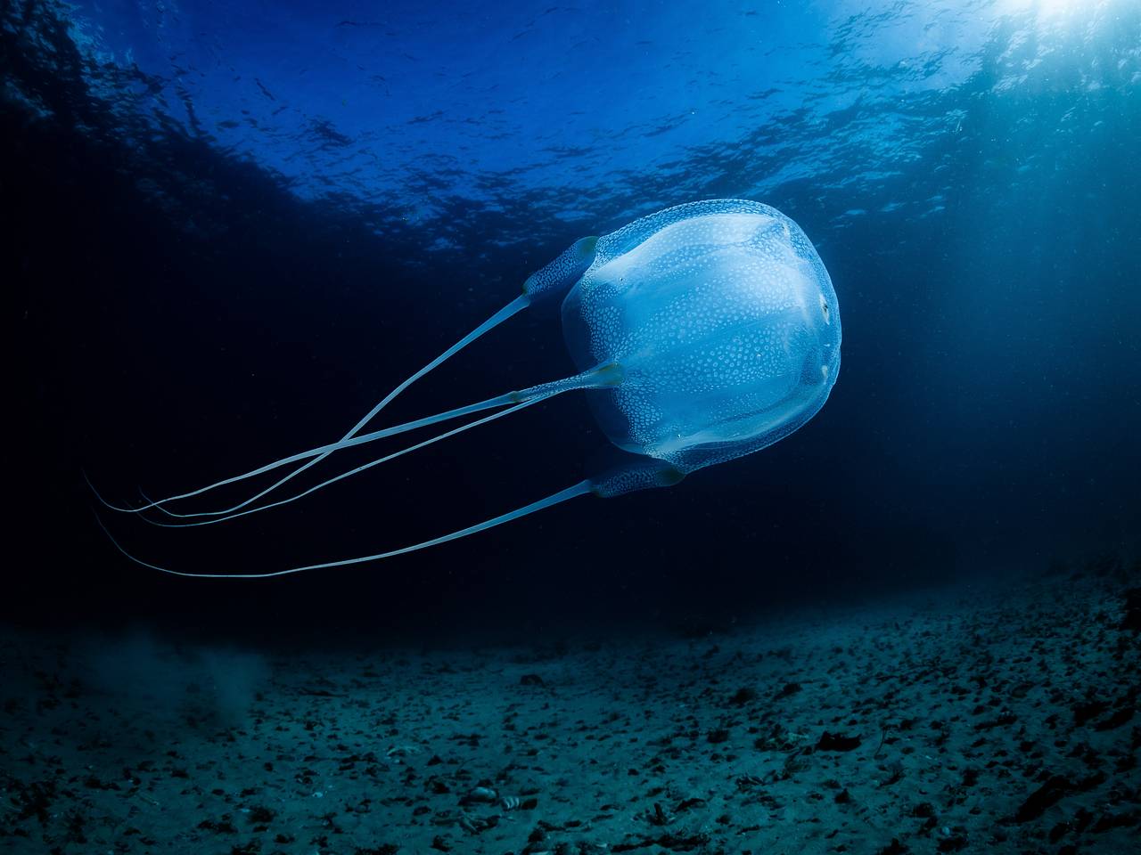 Российская туристка едва не лишилась жизни после встречи с медузой в Дубае