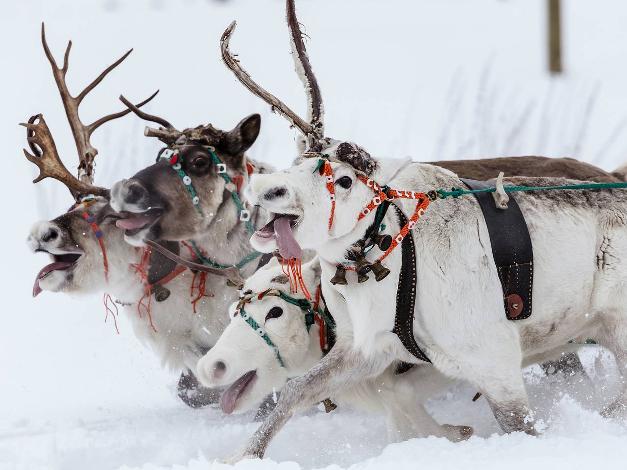 Названы топ-5 востребованных направлений в России для отдыха зимой