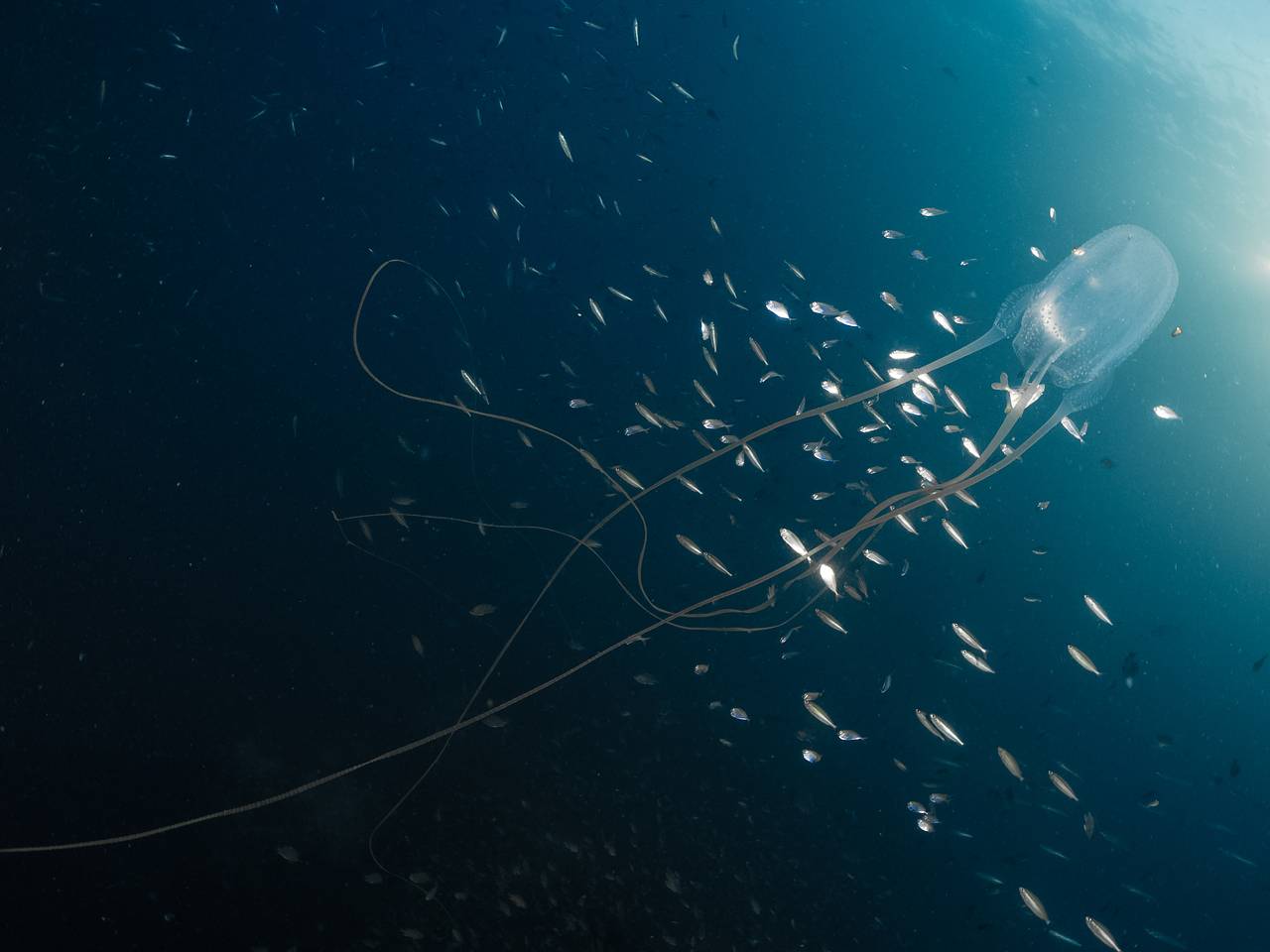 Двухлетний ребенок из России не выжил после встречи с медузой в стране Азии