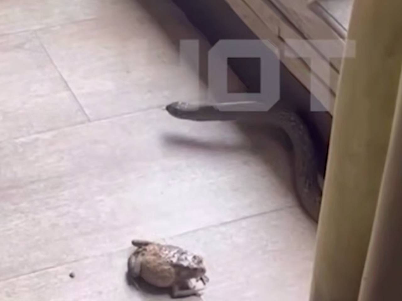 Россиянин на Бали попытался спасти жабу, был атакован змеей и попал на видео