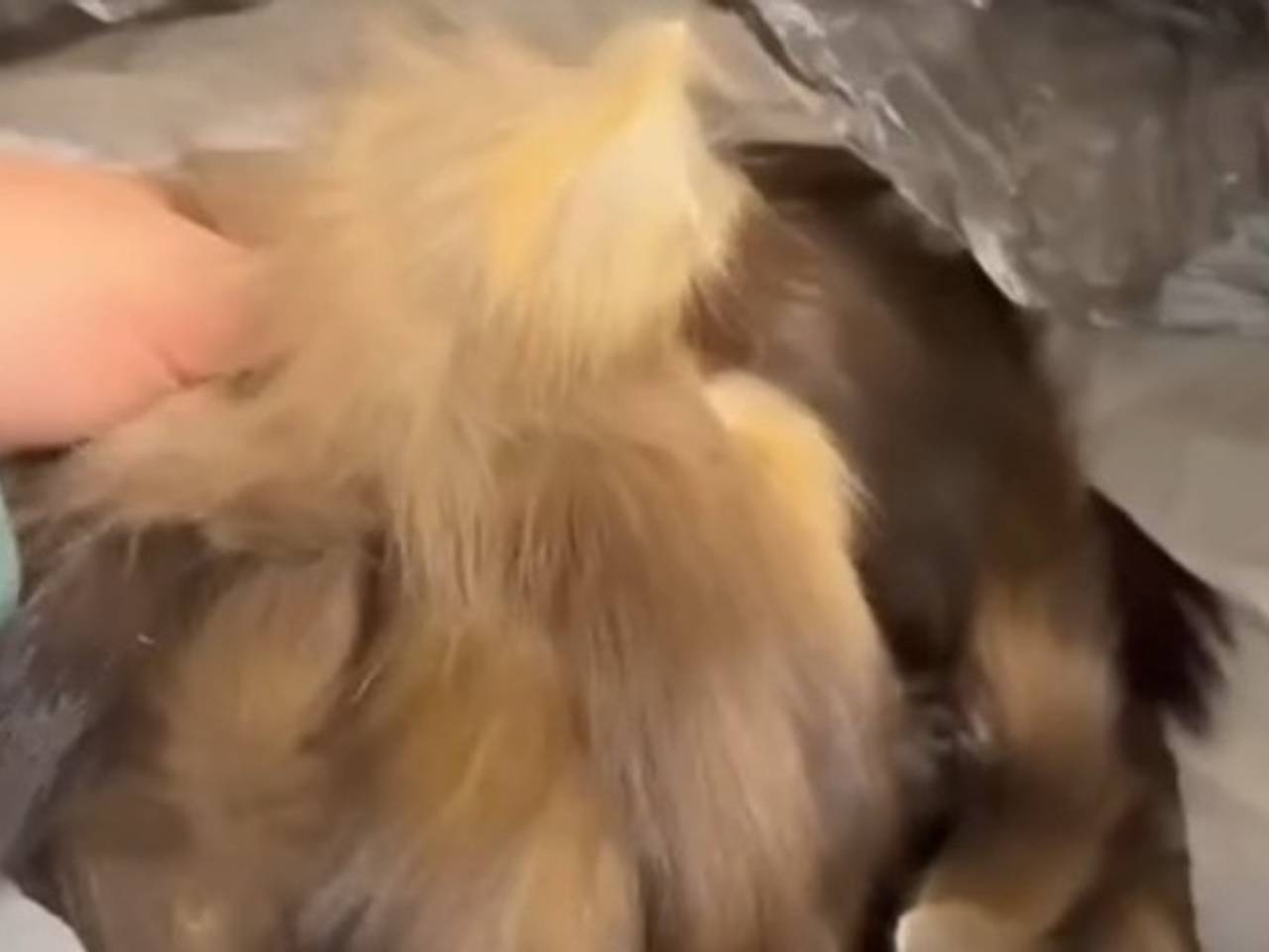 Иностранца задержали с тысячами хвостов куницы в российском аэропорту