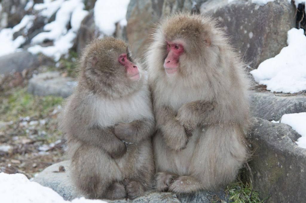 «Арт-Тур» расскажет о продажах Азии и разыграет проживание в отеле DHARANA at Shillim