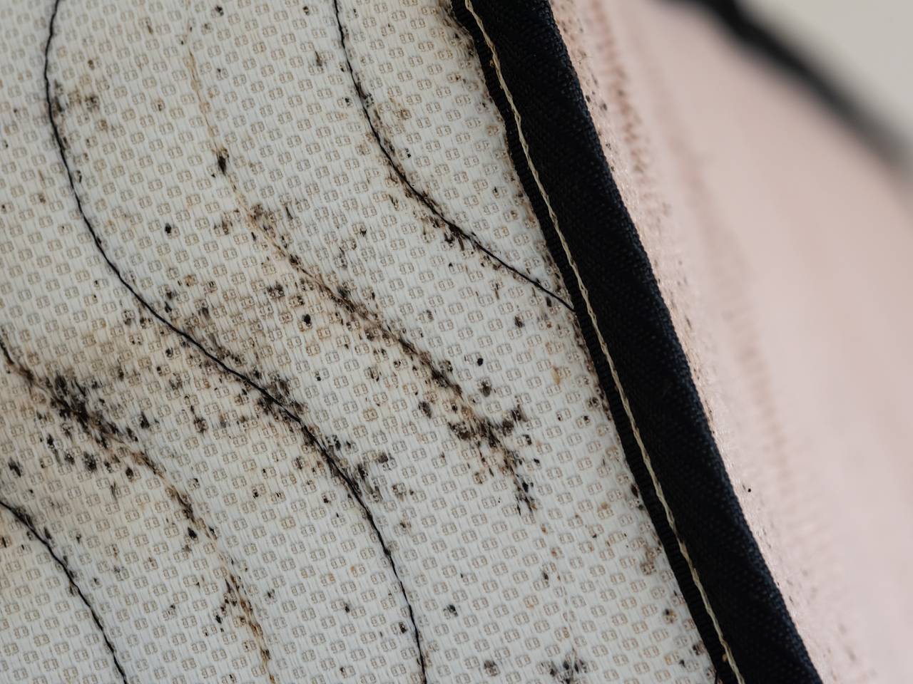 Супруги решили провести «отпуск мечты» на круизном лайнере и были искусаны клопами