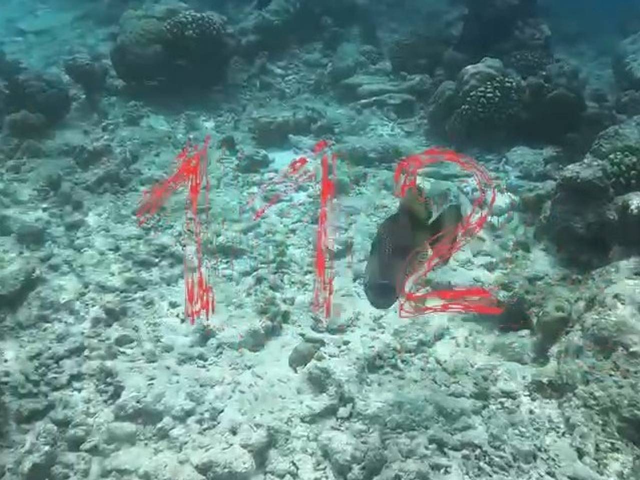 Нападение рыбы-триггера на россиянина на курорте богачей попало на видео