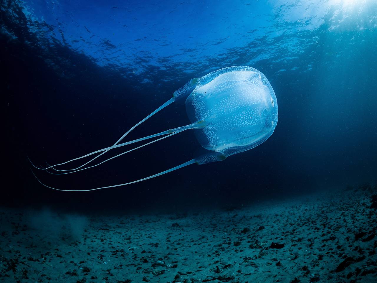 Российского ребенка госпитализировали после укуса медузы в Малайзии