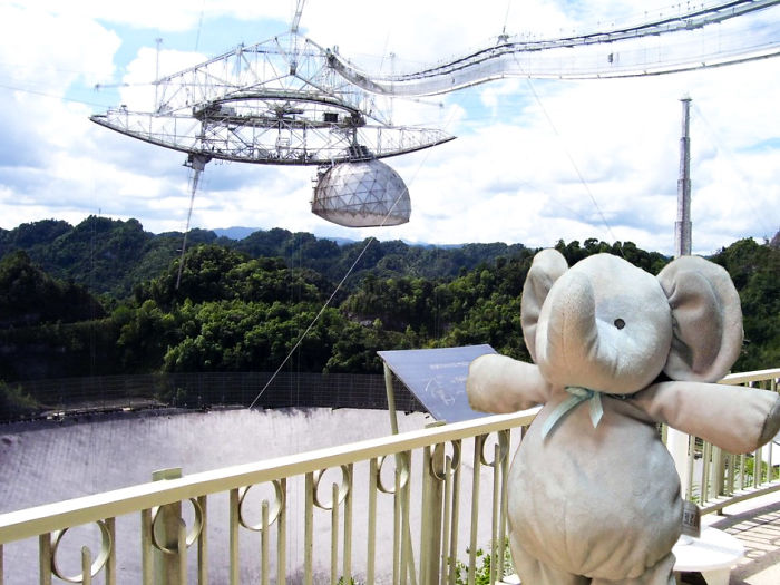 Потерянный плюшевый слоник путешествует по миру