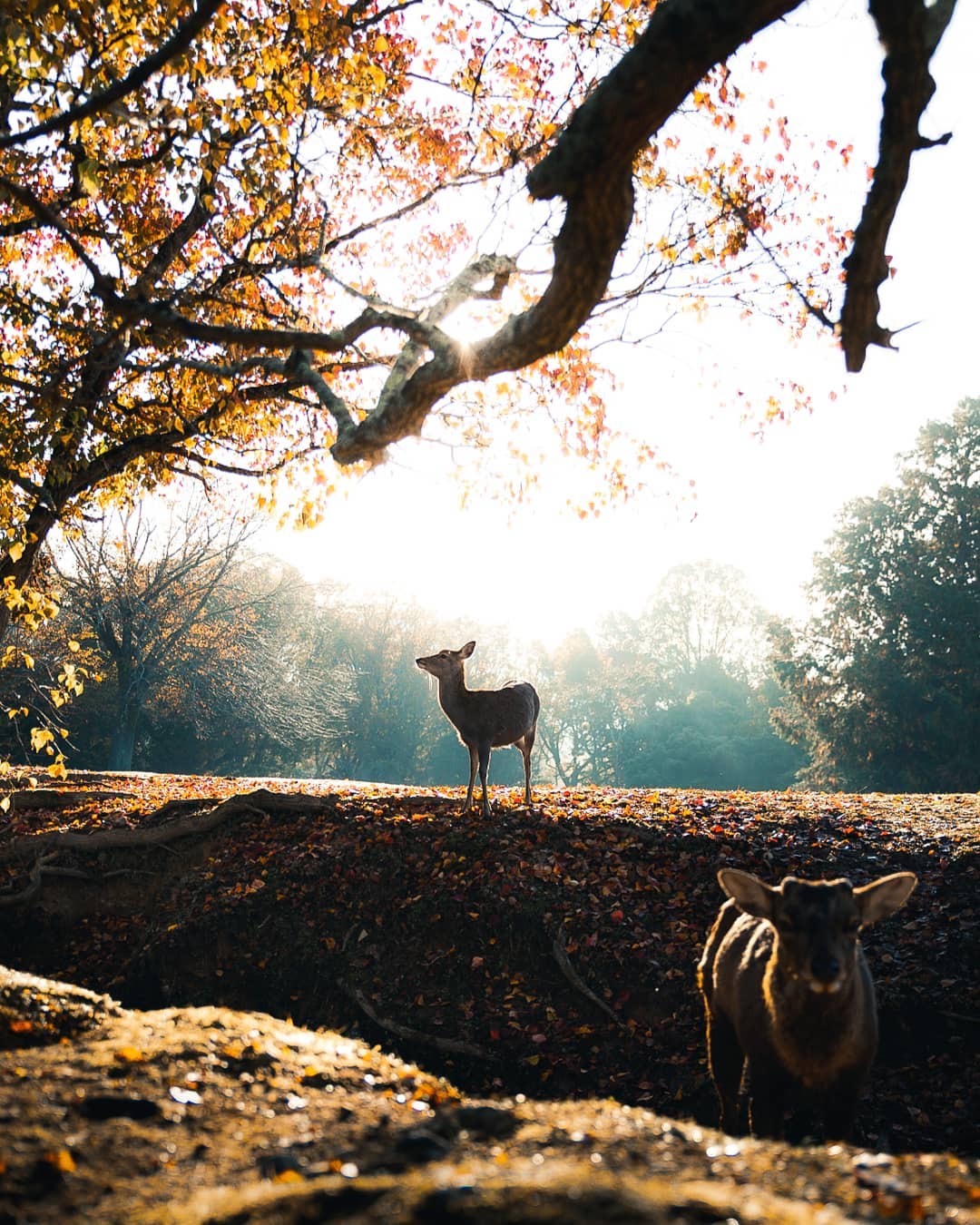 Путешествия и приключения на снимках Кинана Лама
