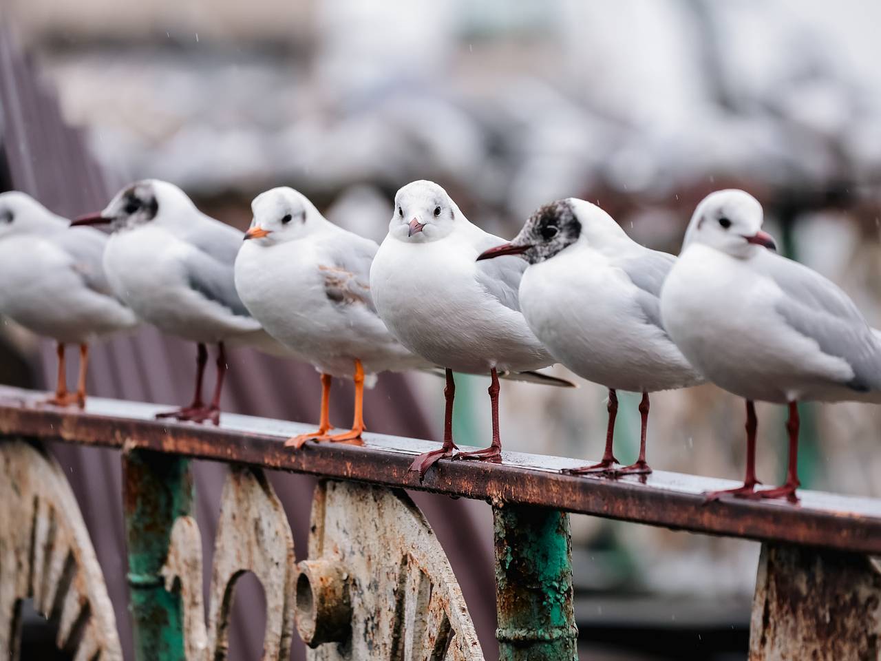 Отдыхавшая на российском курорте женщина подверглась нападению чаек и сломала палец