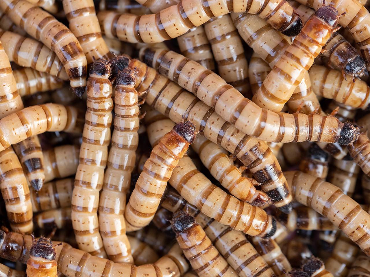 Женщина с выпирающей промежностью попалась на таможне Китая с червями в штанах