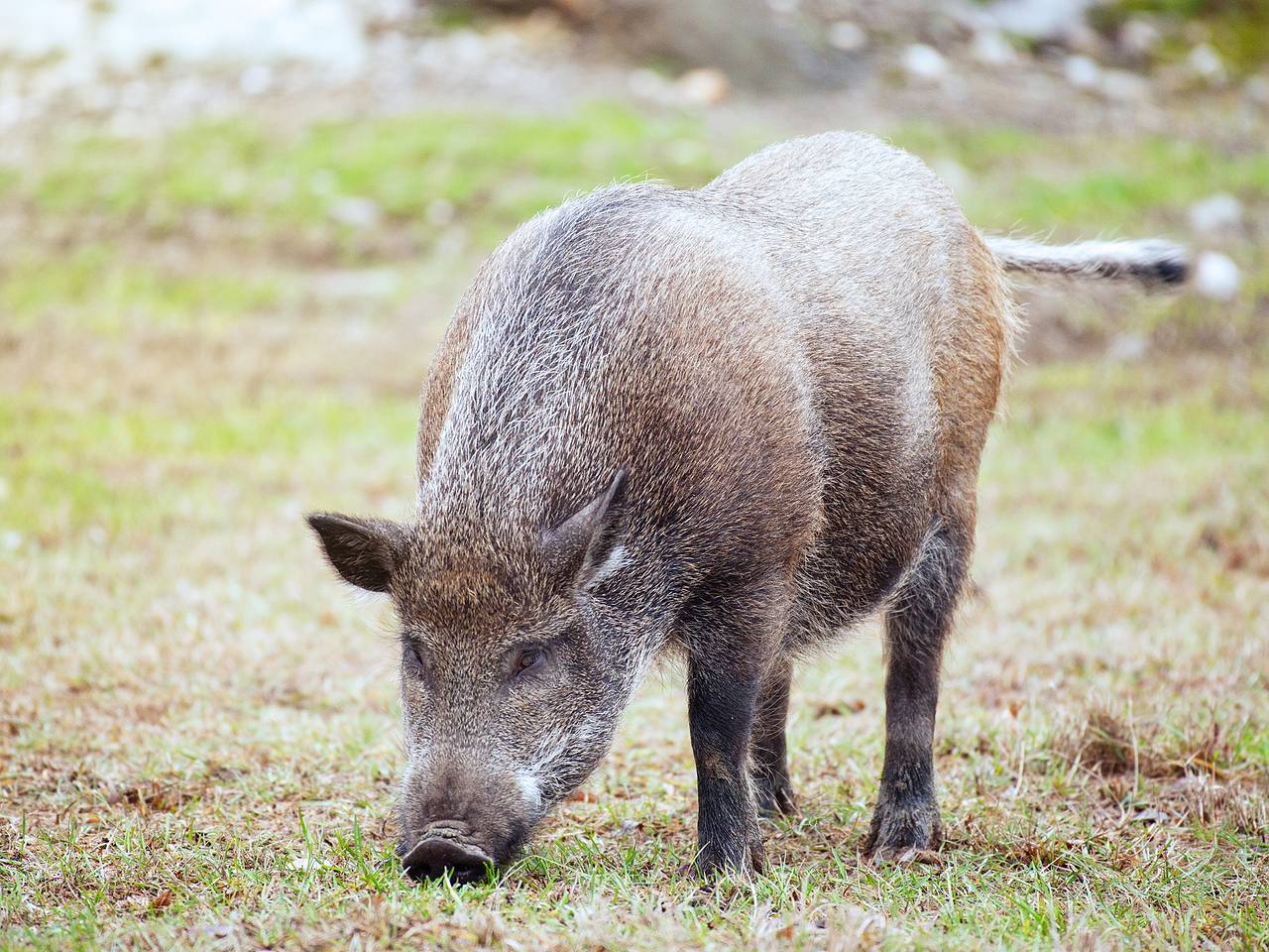 Дикие кабаны заполонили посадочную полосу и парализовали работу аэропорта в Европе