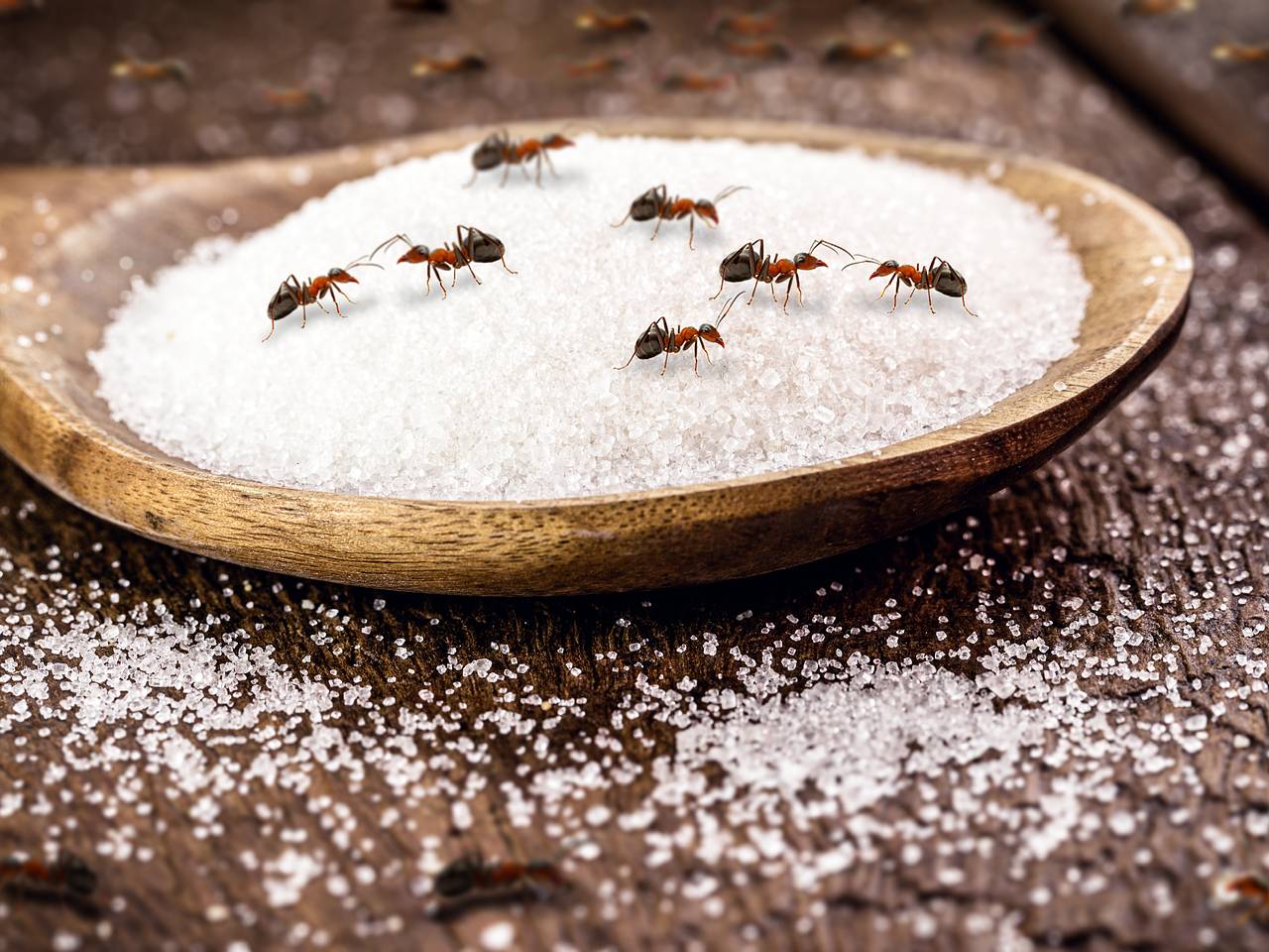 Россияне заселились в пятизвездочный отель Египта и обнаружили там живую тропу из муравьев