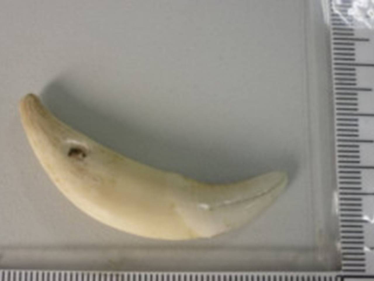 Турист попался в российском аэропорту с кровью оленя и клыками волка