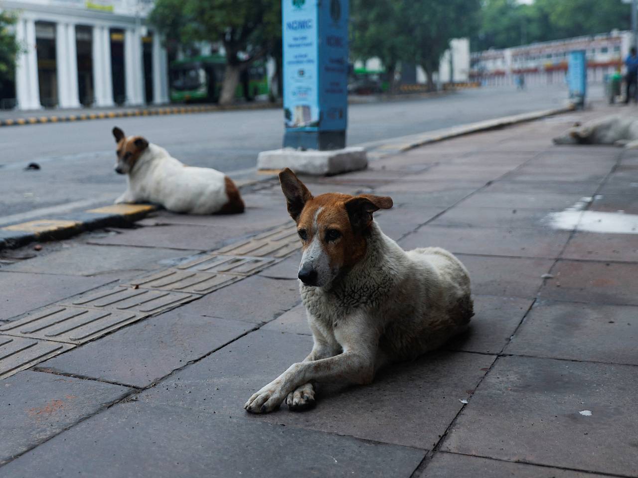 Стая бездомных собак покусала российскую туристку на пляже Гоа
