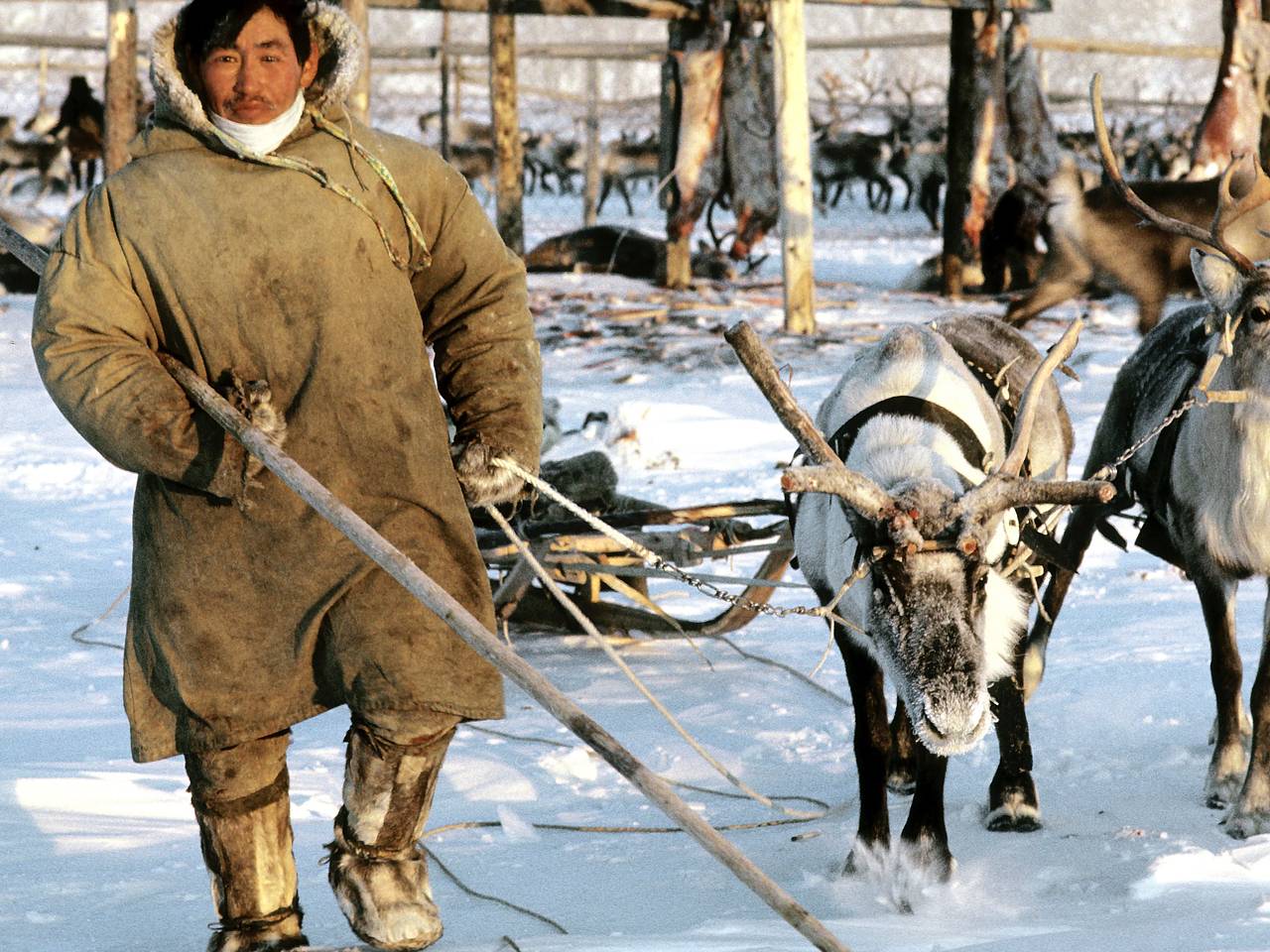 Россиянин описал быт оленеводов в тундре фразой &laquo;выжить городскому жителю невозможно&raquo;