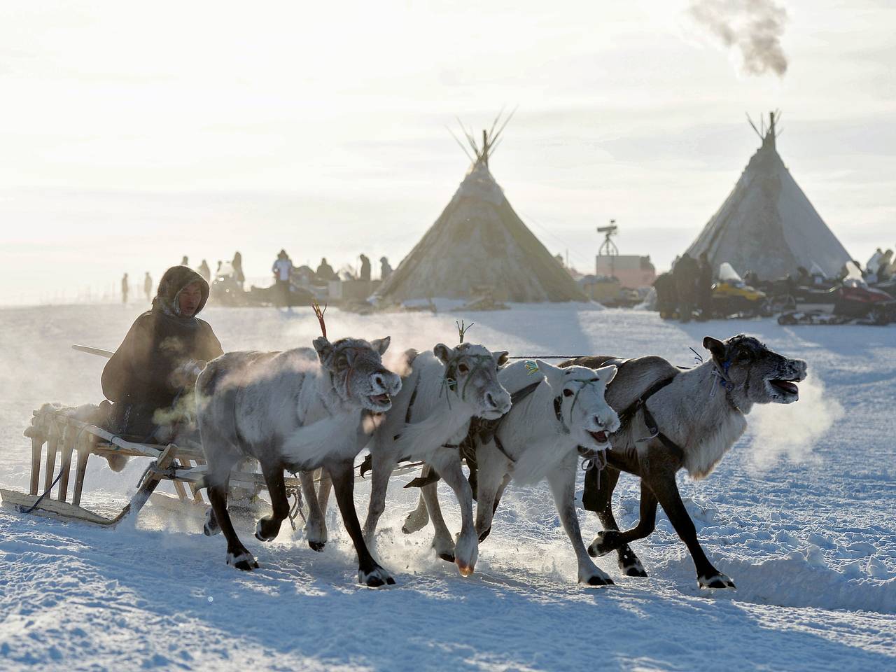 Россиянка описала жизнь оленеводов при минус 30 градусах фразой «люди не мерзнут»