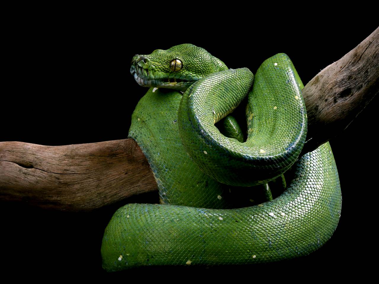 Россиянка получила ожоги 40 процентов тела от горящей змеи в Африке