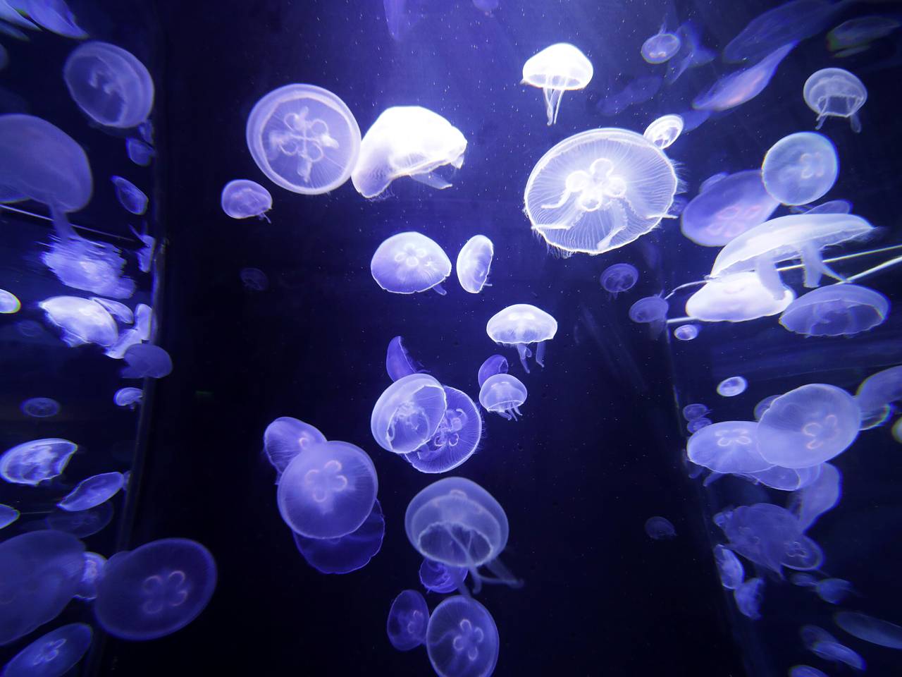 Россияне пожаловались на нашествие медуз на курорте Азии