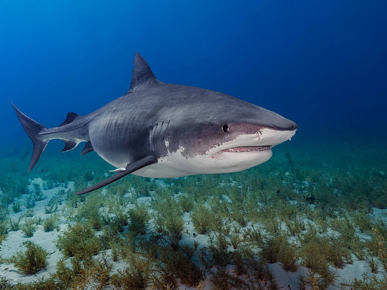 Акула набросилась на отдыхавшую на курорте богачей россиянку