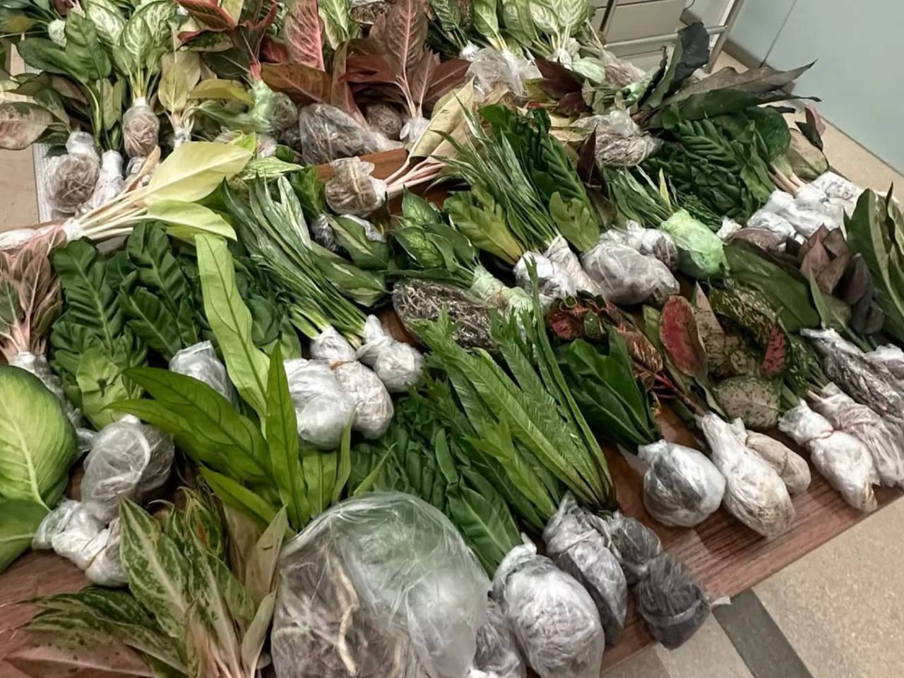 Россиянки приехали из Таиланда с саженцами для дачи и нарвались на штраф