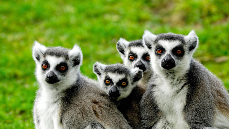 &laquo;Танцы с мёртвыми&raquo; и деревья‑людоеды: 13 причин, почему Мадагаскар удивляет