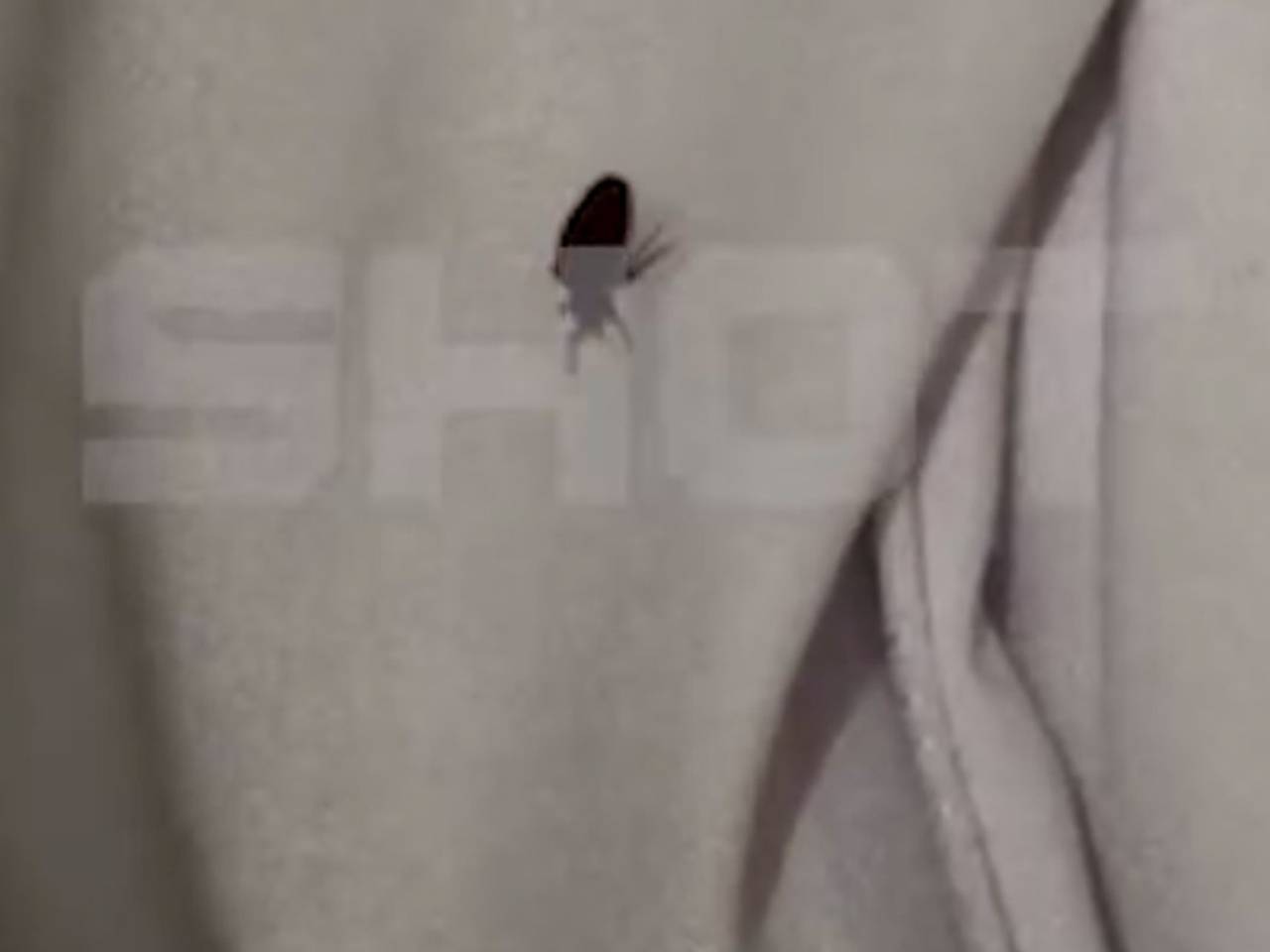 Россиян массово атаковали клопы в пятизвездочных отелях Египта