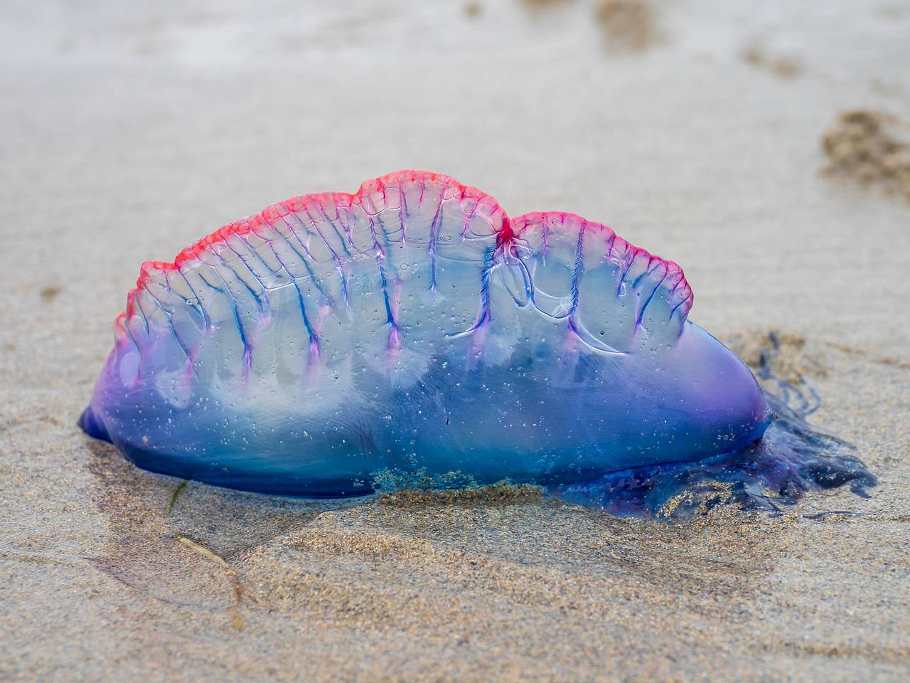 Трое российских туристов пострадали от опасных медуз